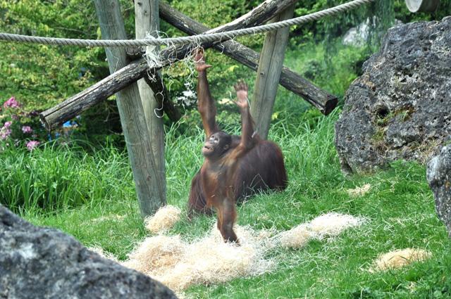 min 2013 07 06 beauval 172